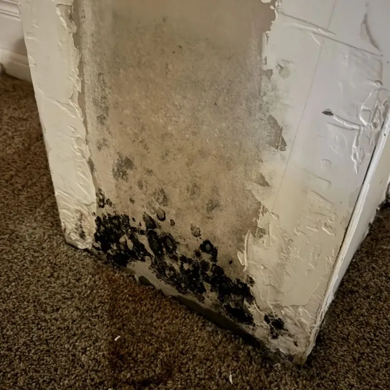 Professional Mold Removal in Clinton, SC